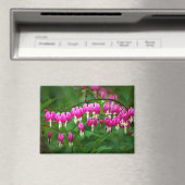 Bleeding Heart Flower マグネット (インサイチュ (食洗機))