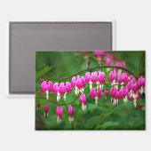 Bleeding Heart Flower マグネット (正面/裏面)