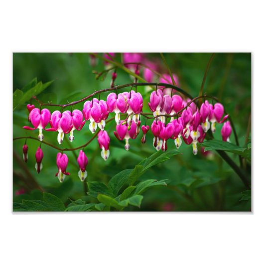 Bleeding Heart Flowers フォトプリント (正面)