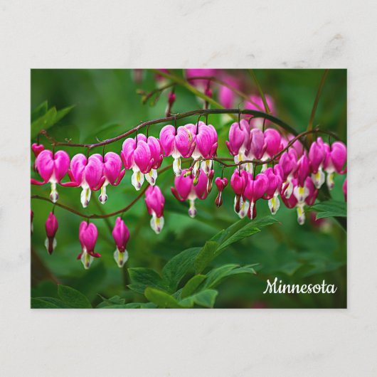 Bleeding Hearts Postcard ポストカード (正面)
