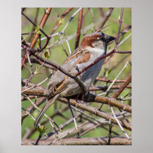 Blending In ポスター (正面)