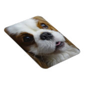 Blenheim Cavalierフレキシブルフォトマグネット マグネット (右側)