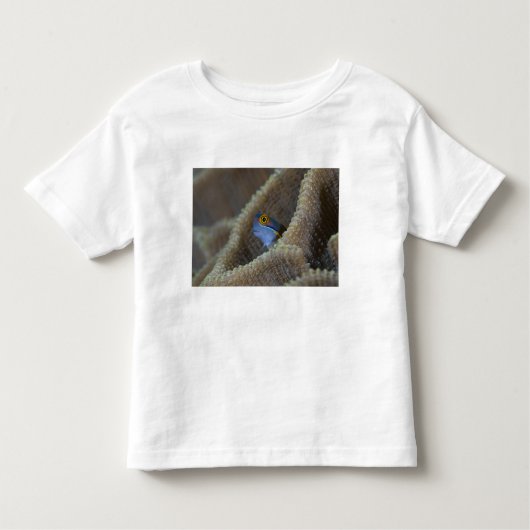 Blenny fish Blenniidae)首を突っ込む トドラーTシャツ (正面)