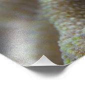 Blenny fish Blenniidae)首を突っ込む フォトプリント (角)