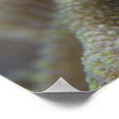 Blenny fish Blenniidae)首を突っ込む ポスター (角)