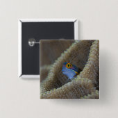 Blenny fish Blenniidae)首を突っ込む 缶バッジ (正面&裏面)