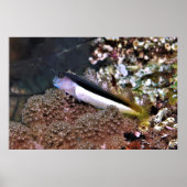 Blenny on the Rocks ポスター (正面)
