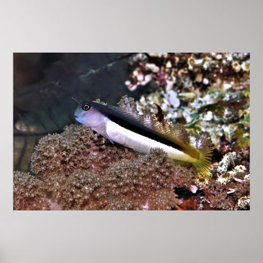 Blenny on the Rocks ポスター (正面)