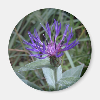 bleuet マグネット