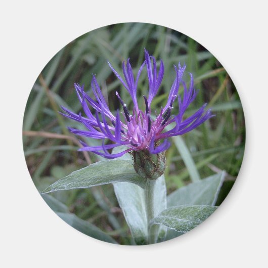 bleuet マグネット (正面)