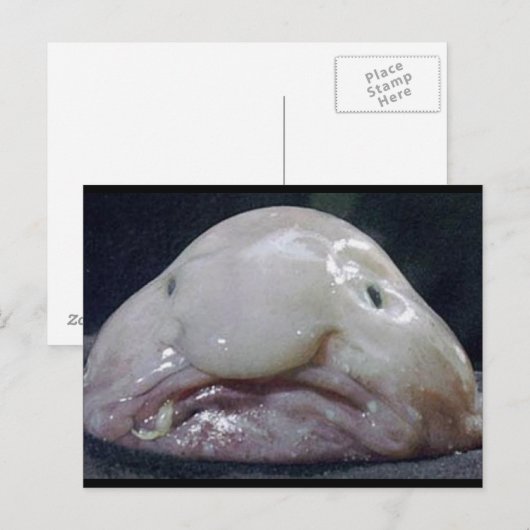 Blobfish ポストカード (正面/裏面)