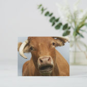 blöde kuh ポストカード (スタンド正面)