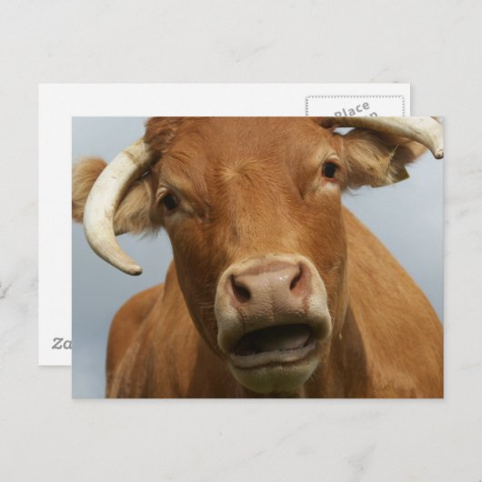 blöde kuh ポストカード (正面/裏面)