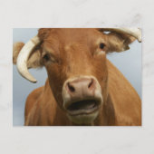 blöde kuh ポストカード (正面)
