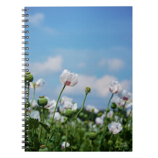 Bloeiend Papaver somneferum maanzaad bloemen. ノートブック (正面)