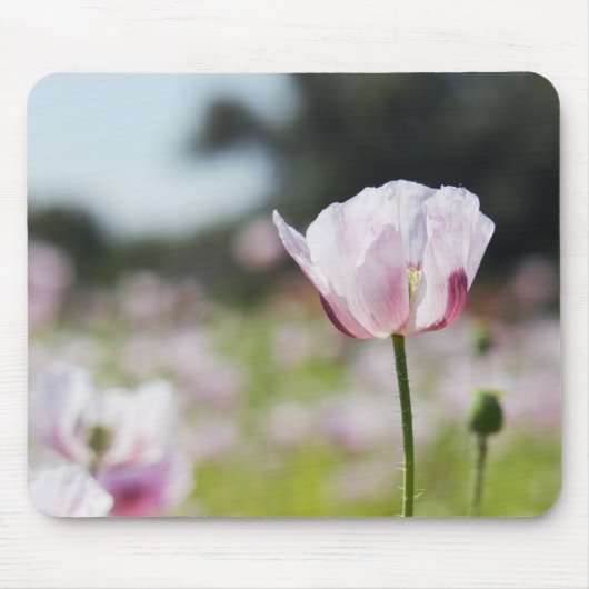 Bloemen veld met close up bloeiende lila bloem. マウスパッド (正面)