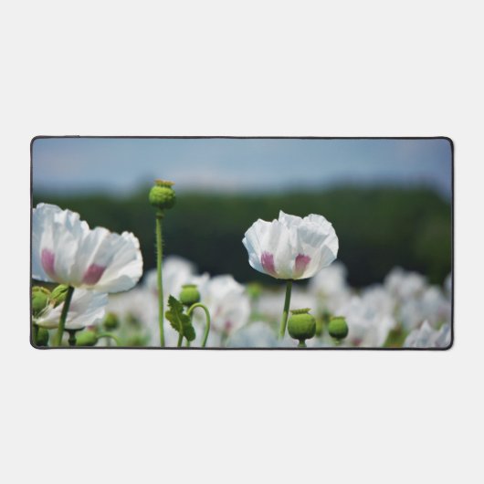 Bloemen veld, Papaver somneferum maanzaad bloem. デスクマット (正面)