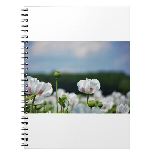Bloemen veld, Papaver somneferum maanzaad bloem. ノートブック (正面)