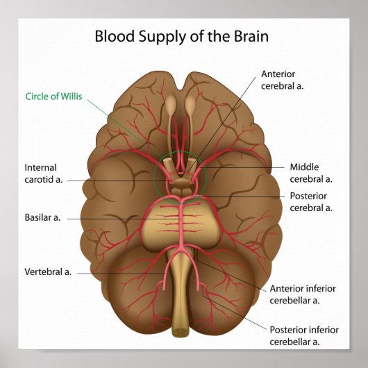 Blood supply of the brain Poster ポスター (正面)