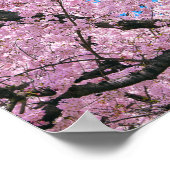 Blooming Cherry Blossoms ポスター (角)