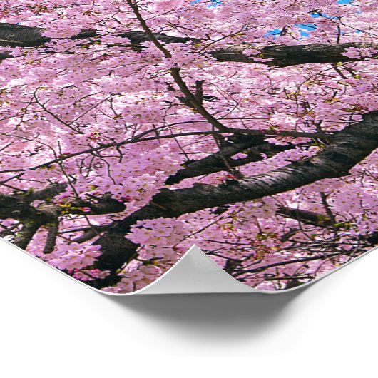 Blooming Cherry Blossoms ポスター (角)