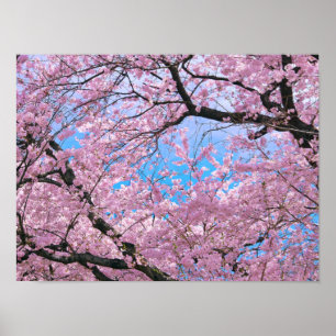 Blooming Cherry Blossoms ポスター
