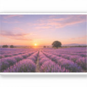Blooming Lavender Field at Golden Sunset Provence シール (正面)