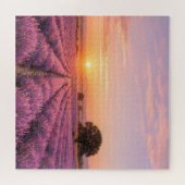 Blooming Lavender Field at Golden Sunset Provence ジグソーパズル (横)