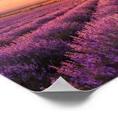 Blooming Lavender Field at Golden Sunset Provence ポスター (角)