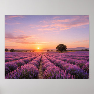 Blooming Lavender Field at Golden Sunset Provence ポスター