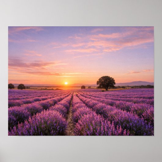 Blooming Lavender Field at Golden Sunset Provence ポスター (正面)