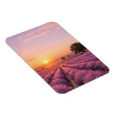 Blooming Lavender Field at Golden Sunset Provence  マグネット (右側)