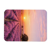 Blooming Lavender Field at Golden Sunset Provence  マグネット (横)