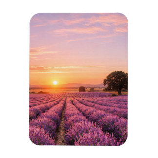 Blooming Lavender Field at Golden Sunset Provence マグネット
