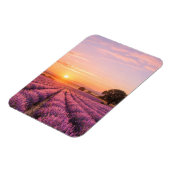 Blooming Lavender Field at Golden Sunset Provence  マグネット (左側)