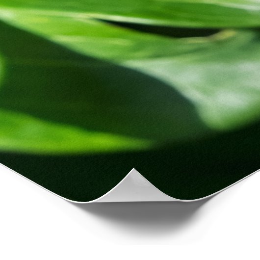 Blooming Peony ポスター (角)