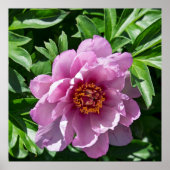 Blooming Peony ポスター (正面)