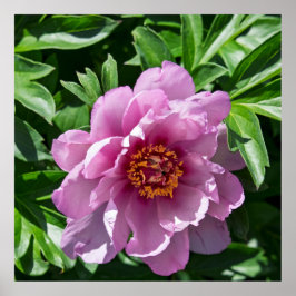 Blooming Peony ポスター