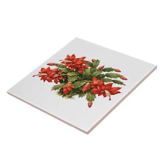Blooming Red Christmas Cactus Plant タイル (側面)