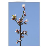 Blossom写真カード (正面)