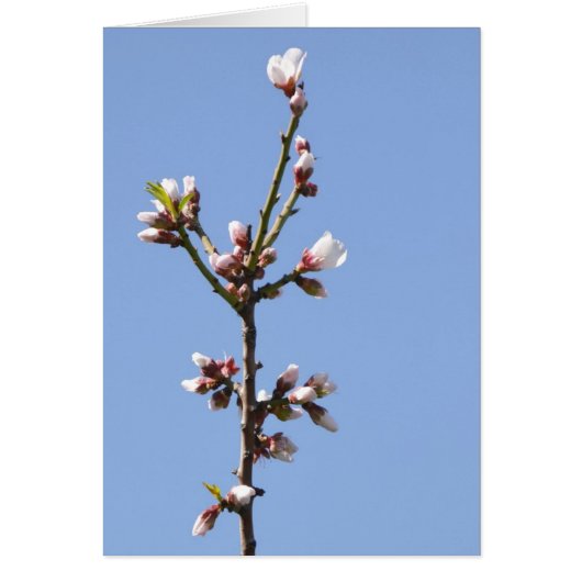 Blossom写真カード (正面)