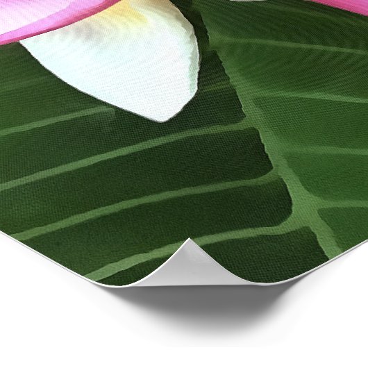 Blossom Wreath Of Pale Pink Frangipani ポスター (角)