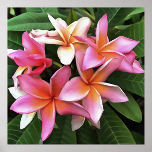 Blossom Wreath Of Pale Pink Frangipani ポスター
