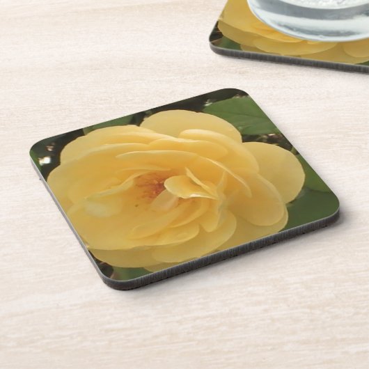 Blossoming yellow camellia コースター (左側)