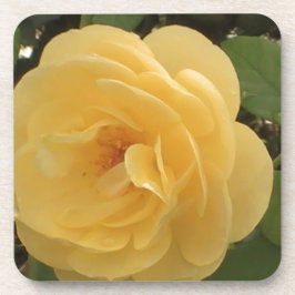 Blossoming yellow camellia コースター