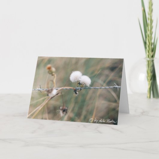 blowballs カード (正面)