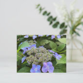 Blu Lacecap Hydrangea写真 ポストカード (スタンド正面)