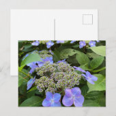 Blu Lacecap Hydrangea写真 ポストカード (正面/裏面)