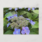 Blu Lacecap Hydrangea写真 ポストカード (正面)