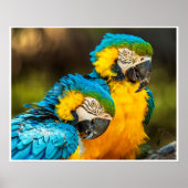 Blue and Gold Macaw Tropical Parrots Print Art ポスター (正面)